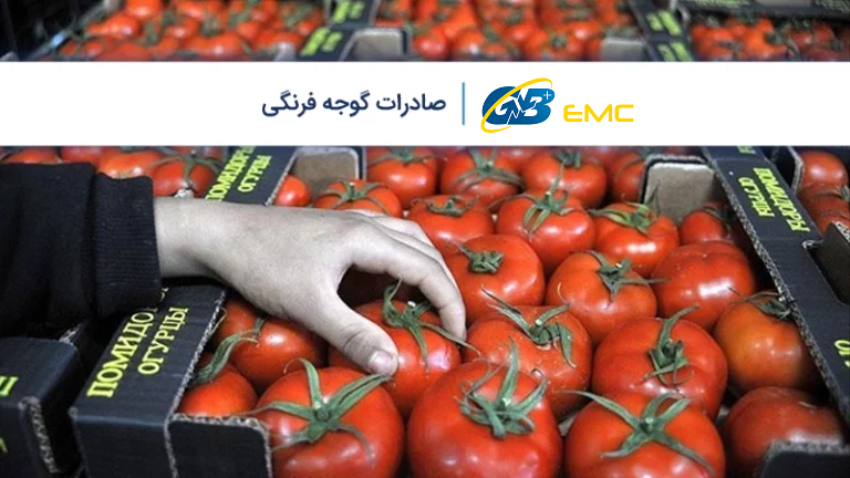 آموزش صادرات گوجه فرنگی به امارات، عراق، پاکستان و دیگر کشورها
