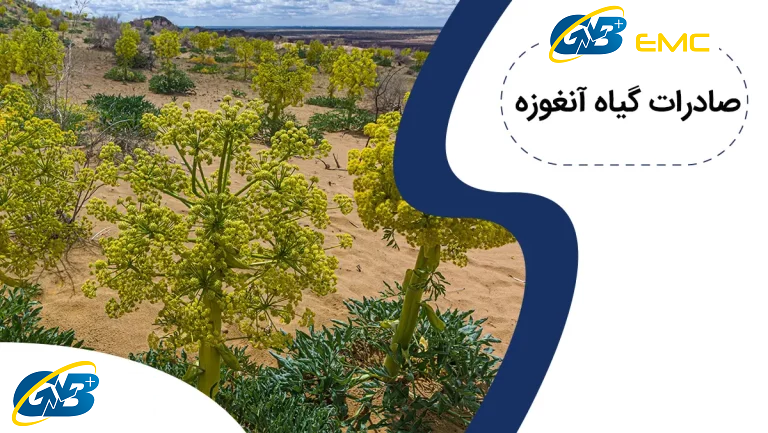 صادرات گیاه انغوزه