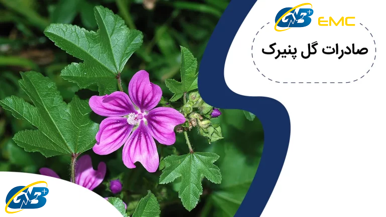 آموزش صادرات گیاه پنیرک