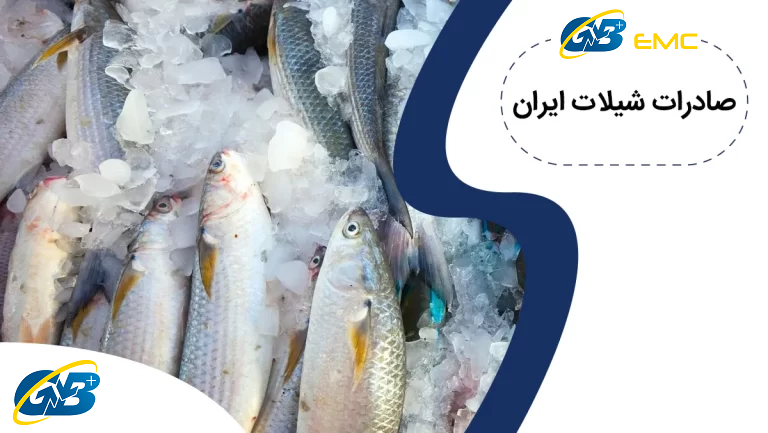 صادرات شیلات ایران | مراحل دریافت مجوز + بهترین کشورها برای صادرات |